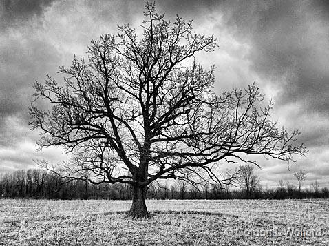 Outstanding In Its Field_DSCF01598.jpg - Photographed near Smiths Falls, Ontario, Canada.